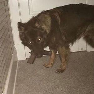 Meet your Posher, Holly